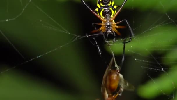 Video Spiny Orb Weaver Araña Con Mosca Trampa — Vídeos de Stock