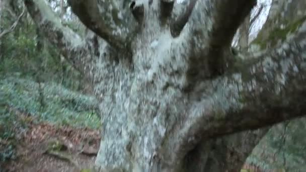 Wild Tropical Forest Tree Trunks Video — Stock Video