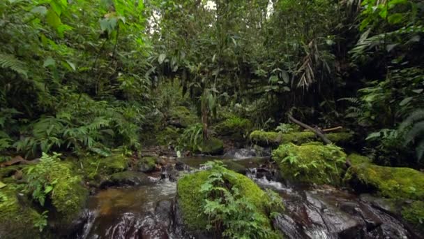 Slow Motion Video Van Rivier Stroom Water Stoom Het Bos — Stockvideo