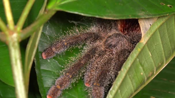 Video Van Grote Roze Toed Tarantula Avicularia Groen Blad — Stockvideo