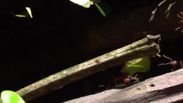 Yaprak Kesen Karıncaların Yavaş Çekim Videosu Yaprakları Taşıyan Atta — Stok video