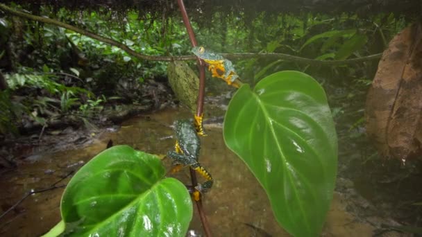 Video Von Zwei Amazonas Laubfröschen Cruziohyla Craspedopus — Stockvideo