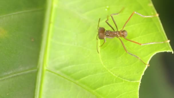 Tembakan Makro Tutup Video Dari Pemotong Daun Semut — Stok Video