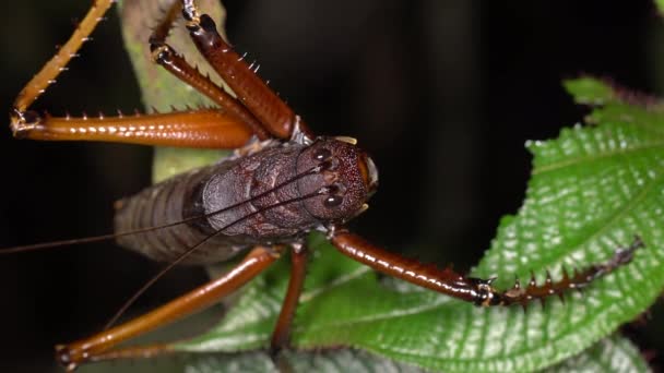 Video Large Bush Cricket Plant Leaf — Stock Video