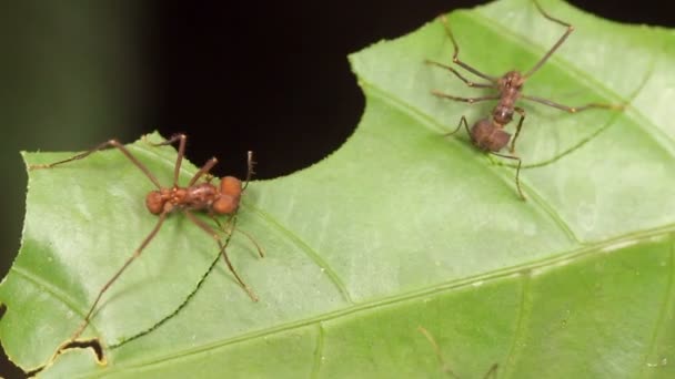 Primer Plano Macro Video Hormigas Cortadores Hojas Flora Insectos — Vídeos de Stock