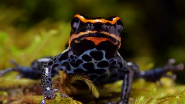 Відео Reticulated Poison Frog Ranitomeya Ventrimaculata — стокове відео