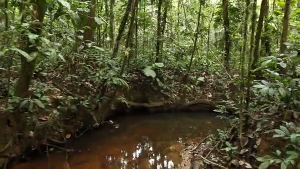 Stoom Van Rivier Waterstroom Het Wilde Tropische Woud Video — Stockvideo