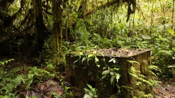 Vídeo Floresta Tropical Selvagem Com Fluxo Água — Vídeo de Stock