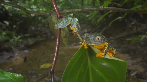 Video Von Zwei Amazonas Laubfröschen Cruziohyla Craspedopus — Stockvideo