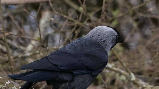 Jackdaw黑鸟在树枝上 科罗厄斯山楂 慢动作视频 — 图库视频影像
