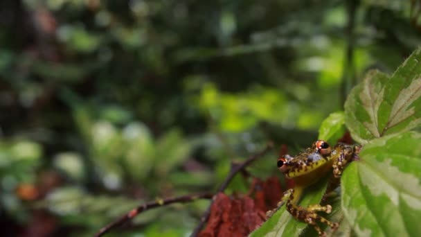 Video Van Tropische Kikker Flora Fauna — Stockvideo