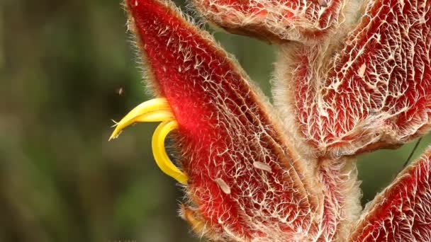 Vídeo Heliconia Velligera Flor Planta Vermelha — Vídeo de Stock