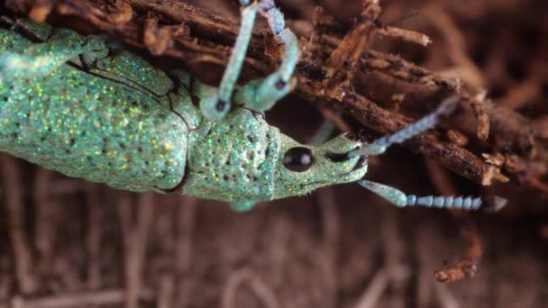 Glitter Weevil Bug Compsus Ярко Зеленый Вид Эквадорской Амазонки Фотонные — стоковое видео