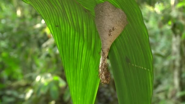 Video Insetti Tropicali Pianta Con Foglie Verdi Nido Con Insetti — Video Stock