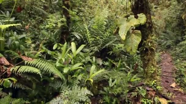 secouer vidéo, marcher sur le chemin de chemin dans la forêt avec des arbres 
