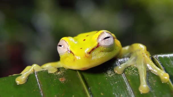 Video Van Spotted Treefrog Hypsiboas Punctatus Tropisch Plas Blad Regenwoud — Stockvideo