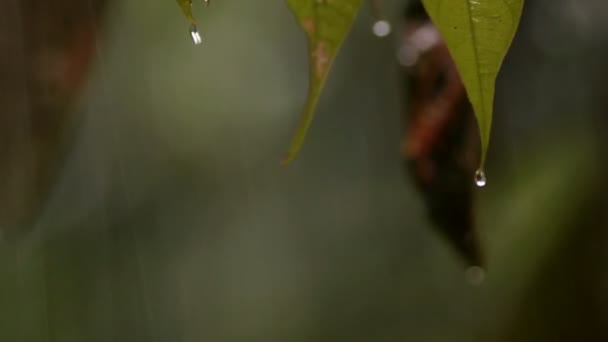 Yeşil Yapraklı Tropik Orman Ağaçlarının Yağmur Yağışının Videosu — Stok video