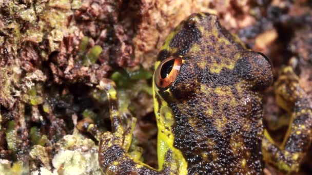 Video Rana Tropical Flora Fauna — Vídeos de Stock