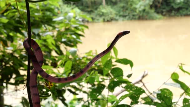 Video Tropical Flat Snake Siphlophis Compressus Větvi Stromu — Stock video
