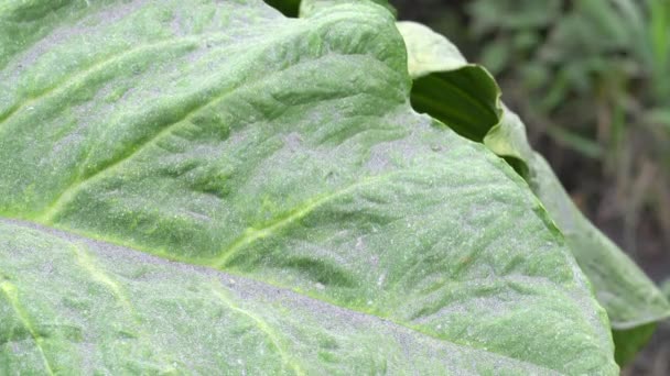 Cinzas Vulcânicas Folha Verde Floresta Tropical Vídeo — Vídeo de Stock