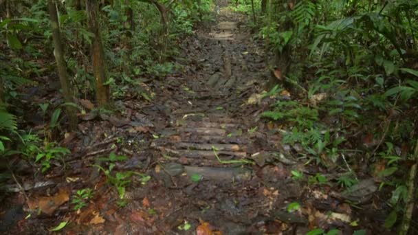 Videobos Rustiek Pad Naar Ongerept Tropisch Regenwoud Ecuadoriaans Amazonegebied — Stockvideo