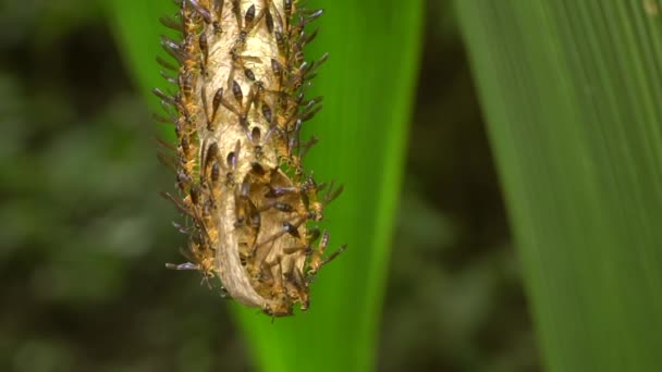 Avispas Polybia Insectos Nido Video — Vídeos de Stock