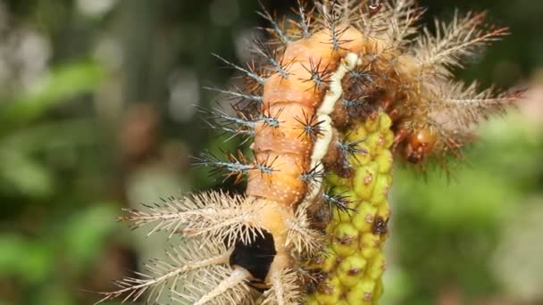 Видео Larva Automeris Moth Saturniidae Ядовитые Жгучие Волосы Эквадорская Амазонка — стоковое видео