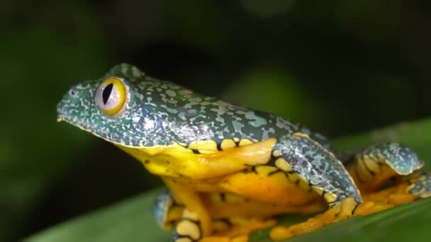 Videó Zöld Sárga Béka Amazon Levél Béka Cruziohyla Craspedopus — Stock videók