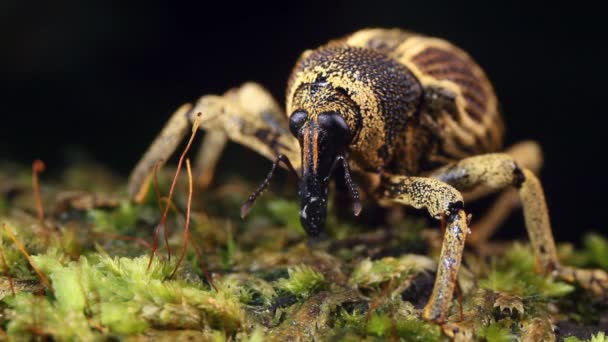 Close Video Van Weevil Uit Regenwoud Ecuador — Stockvideo