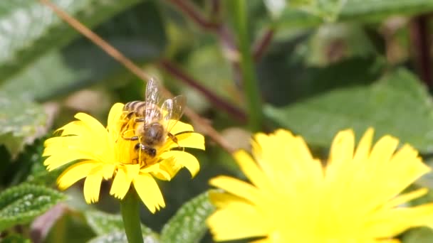 Μέλισσα Που Φέρουν Αργή Κίνηση Κίτρινο Πέταλα Λουλουδιών — Αρχείο Βίντεο