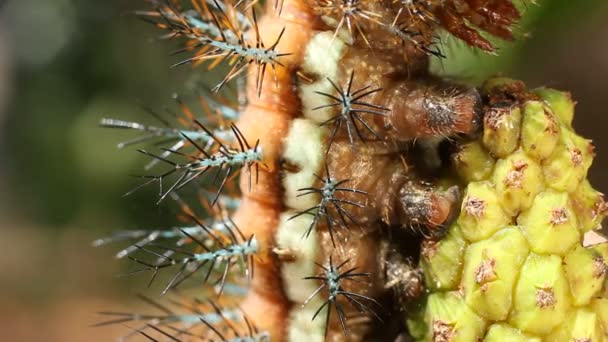 Vídeo Larva Uma Traça Automeris Saturniidae Cabelos Pegajosos Venenosos Amazônia — Vídeo de Stock