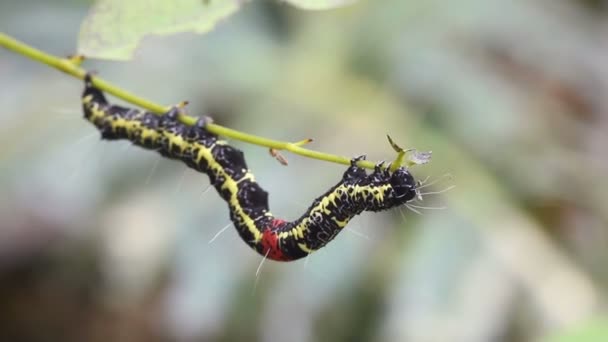 Видео Amazonian Geometrid Caterpillar Эквадорская Амазонка — стоковое видео