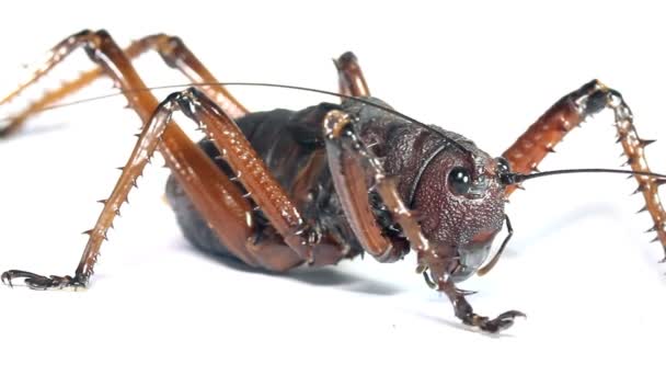 vidéo de grand bush cricket sur fond blanc
