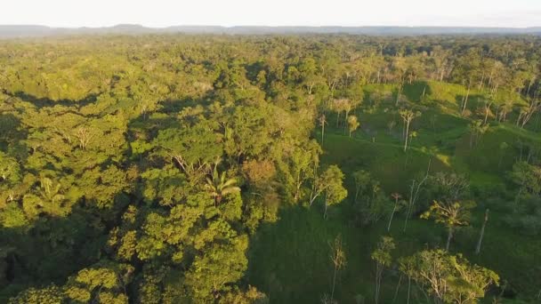 Drone Video Paisaje Verde Del Bosque Con Árboles Vista Aérea — Vídeo de stock