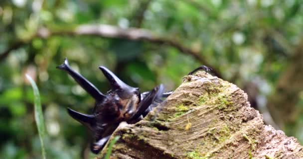 Video Sloního Brouka Megastoma Acaeton Lezení Kmeni Stromu — Stock video