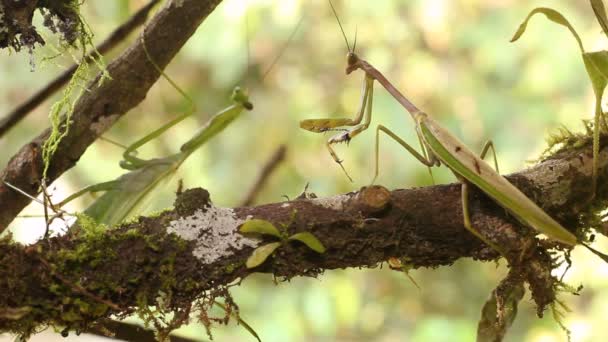 Vídeo Cortesía Preying Mantis Masculino Mostrando Una Hembra — Vídeos de Stock