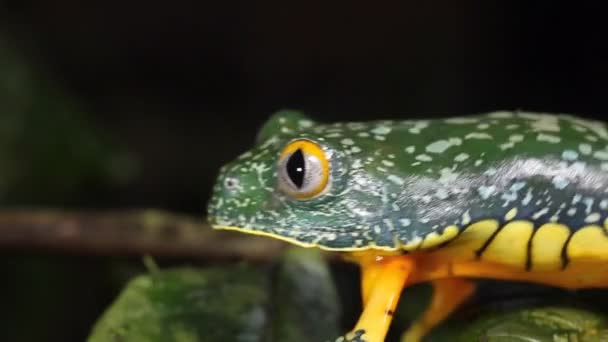 Video Van Amazone Bladkikker Plant Cruziohyla Craspedopus — Stockvideo