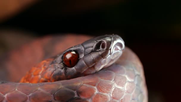 Videó Trópusi Lapos Kígyóról Siphlophis Compressus Villás Nyelvével Lassított Felvételen — Stock videók