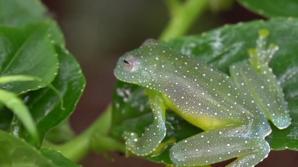 Vídeo Resplendent Cochran Frog Plant Leaf Cochranella Resplendens — Vídeo de Stock