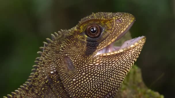 Video Brun Ödla Bocourt Dvärg Iguana Enyalioides Heterolepis Med Öppen — Stockvideo