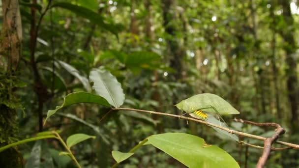 Yeşil Katydid Bir Yaprağa Benzediği Video Ekvador — Stok video