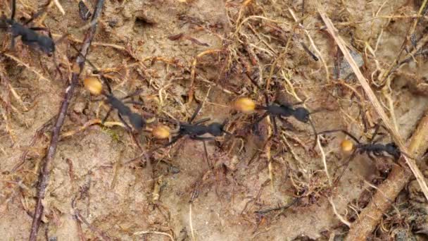 Långsam Rörelse Video Army Ants Eciton Rapax Regnskog Jord Ecuadors — Stockvideo