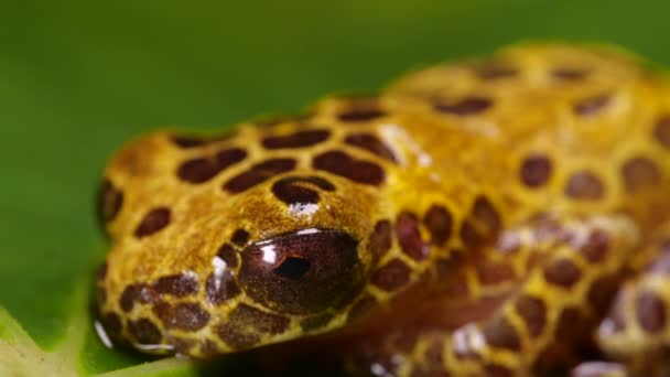 Arlequin Poison Frog, Oophaga sylvatica, vidéo avec grenouille