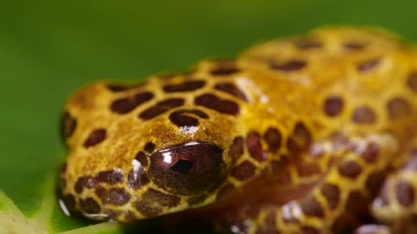 Arlequín Veneno Rana Oophaga Sylvatica Video Con Rana — Vídeos de Stock