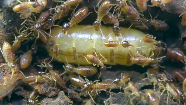 Video Drottning Termit Och Termiter Insekter — Stockvideo