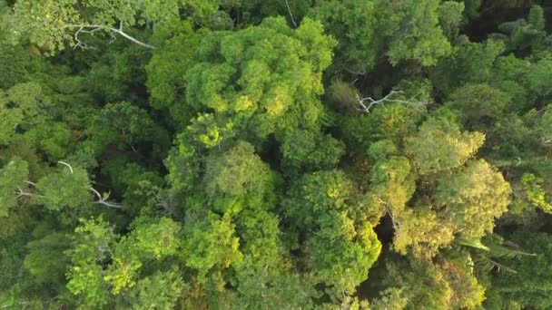 Widok Lotu Ptaka Wideo Dronów Krajobrazu Leśnego Drzewami — Wideo stockowe