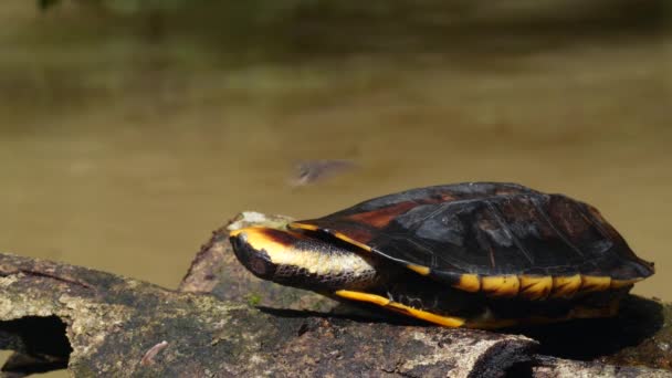 Video Twist Necked Turtle Platemys Platycephala Rests River Ecuadorian Amazon Stock Video