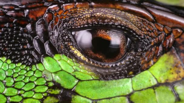 Video Forest Whiptail Lagarto Kentropyx Pelvic Eps Ojo Parpadeante Cámara — Vídeos de Stock