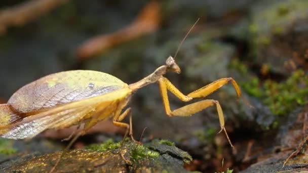 Folha Imitar Mantis Amazônia Equatoriana Vídeo — Vídeo de Stock