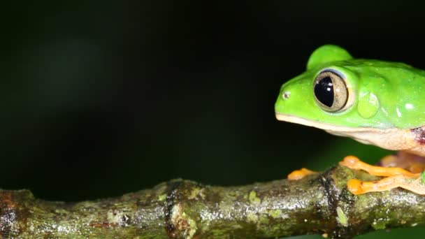 Tiger Striped Leaf Frog Tree Branch Phylomedusa Tomopterna — 비디오